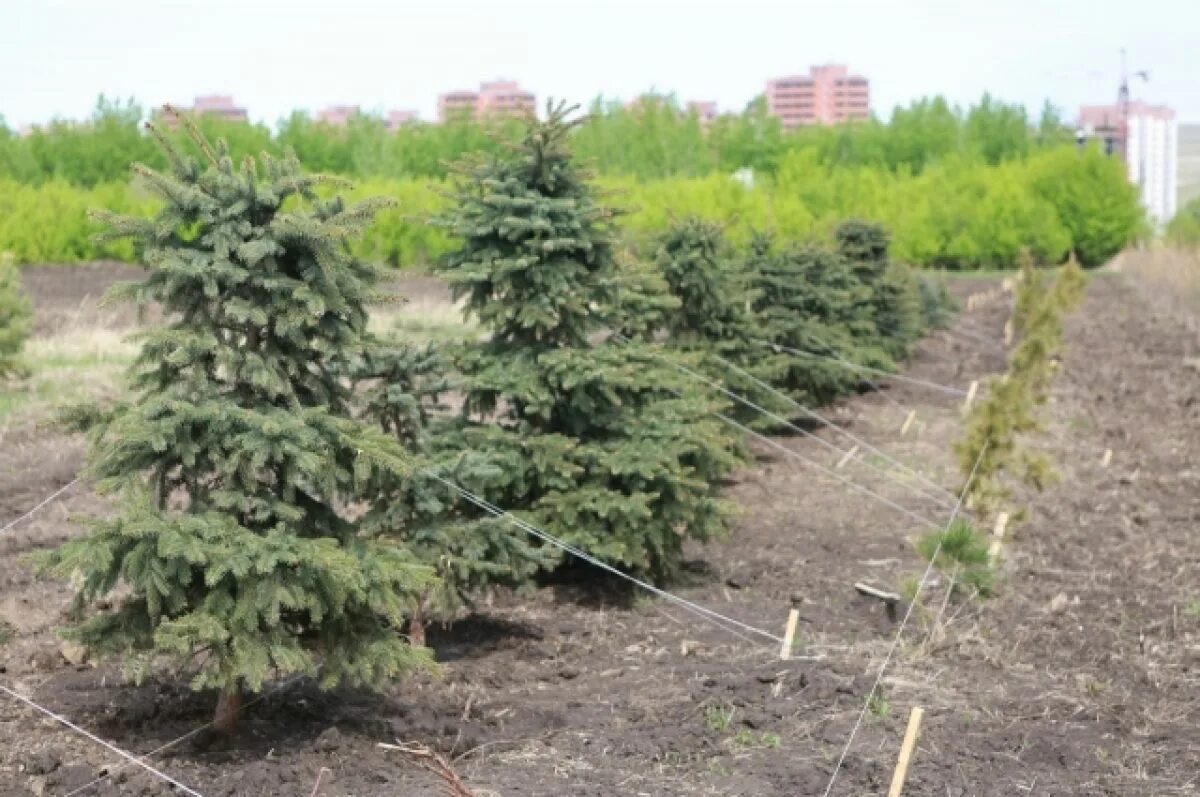Питомник посадка деревьев. Питомник красноярск. городской питомник. пит городской.