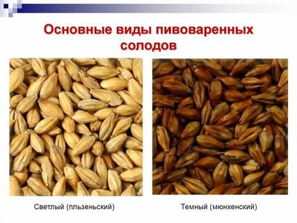Сколько солода