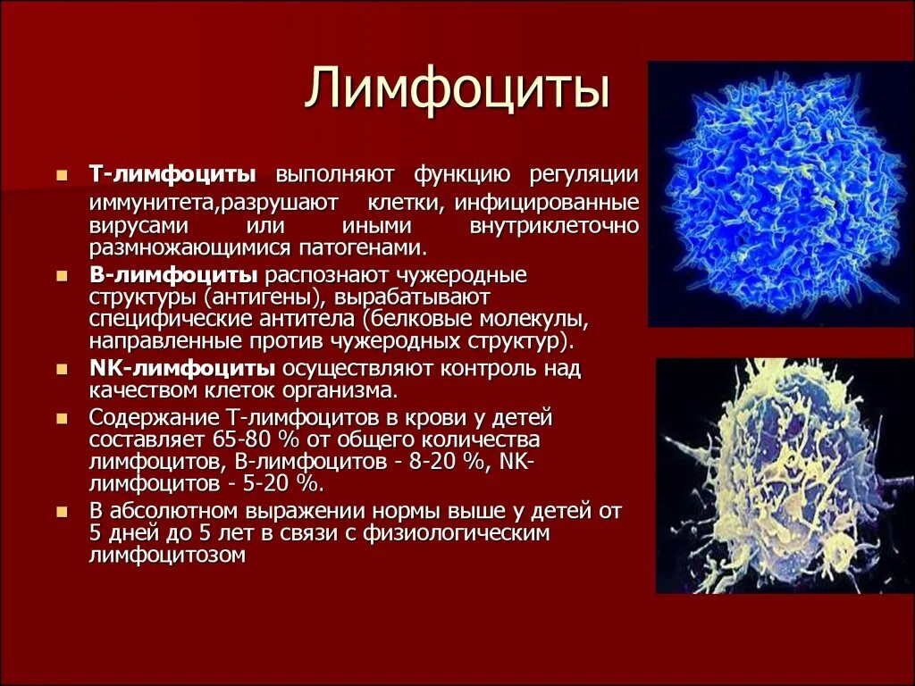 Клетки т 8. Где находятся т лимфоциты. Б-лимфоциты иммунной системы. Т8 лимфоциты уничтожают т4 лимфоциты. Т-клетки иммунной системы и антитела.