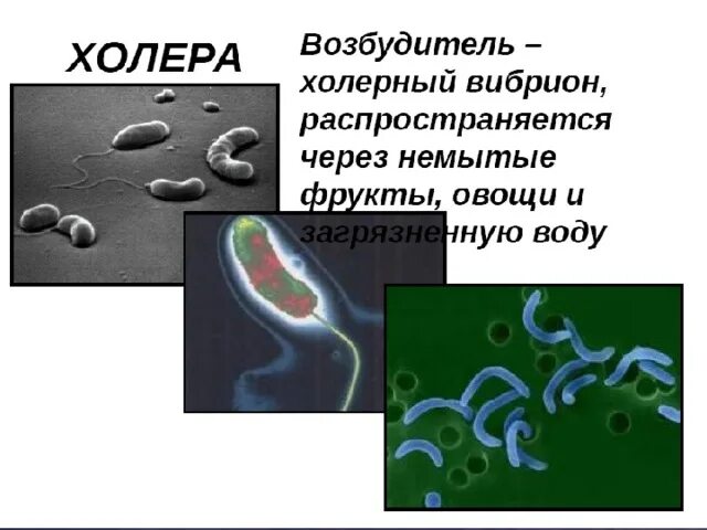 На борту холера бело синий. Холерный вибрион строение. Возбудитель холерный вибрион. Холерный вибрион это бактерия. Вибрион холеры строение.