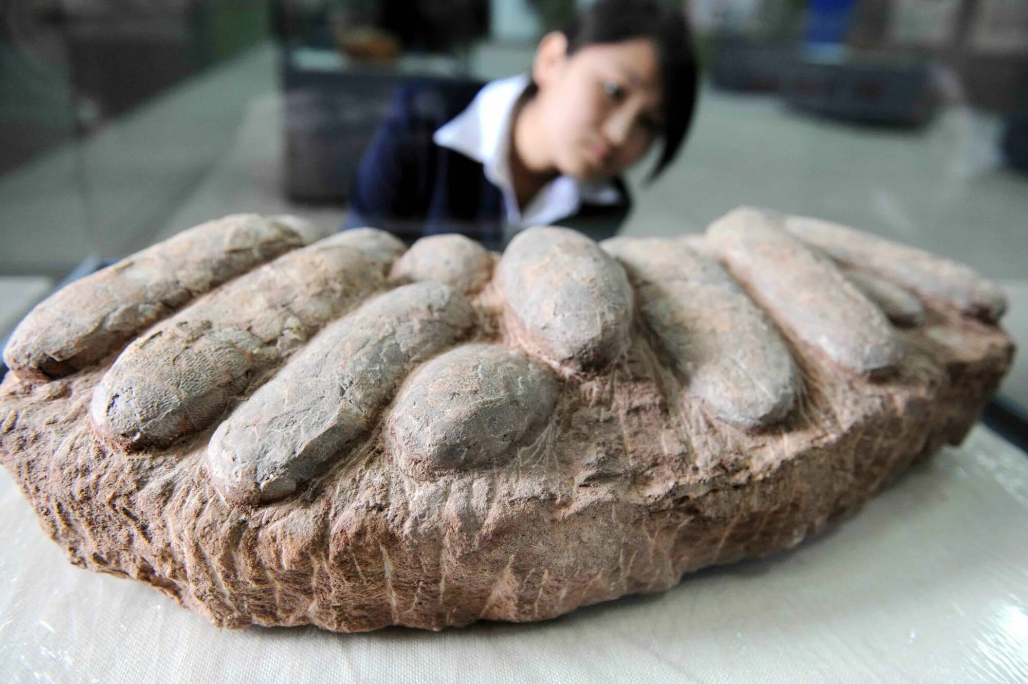 Окаменелое яйцо динозавра. Яйцо гравюра. Яйцо динозавра раскопки. The earliest eggs were. Окаменелое яйцо динозавра.