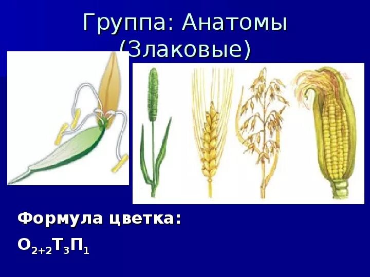 Тест класс однодольные 7 класс