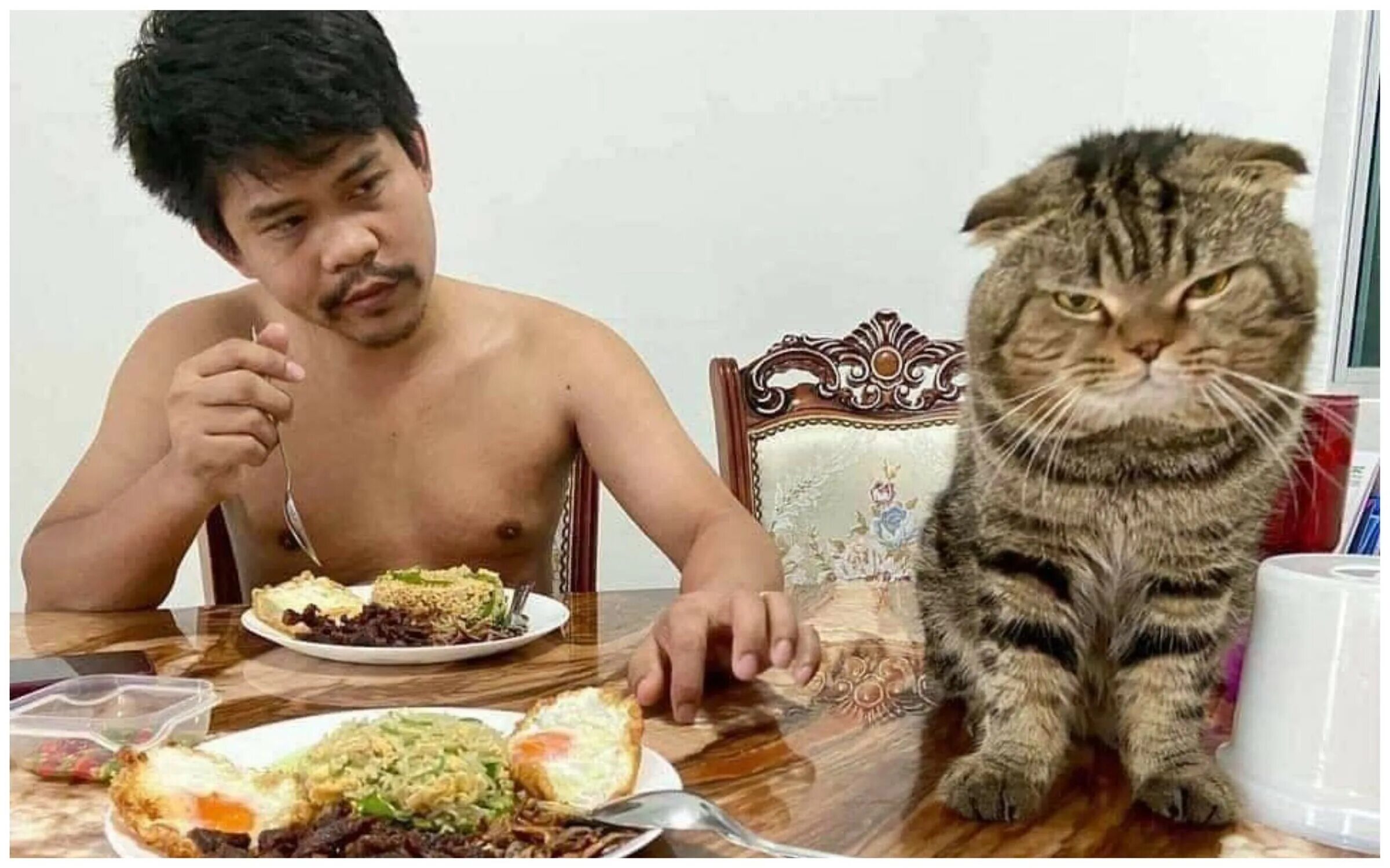 15 типичных кошачьих привычек, которые знакомы каждому и побуждают любить котико