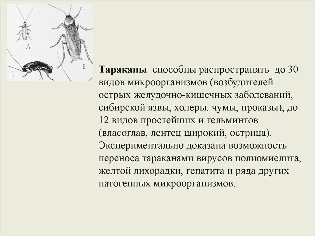 Какую болезнь разносят. Тараканы переносчики заболеваний. Заболевания переносимые тараканами. Тараканы вызывают заболевание. Тараканы механические переносчики возбудителей.