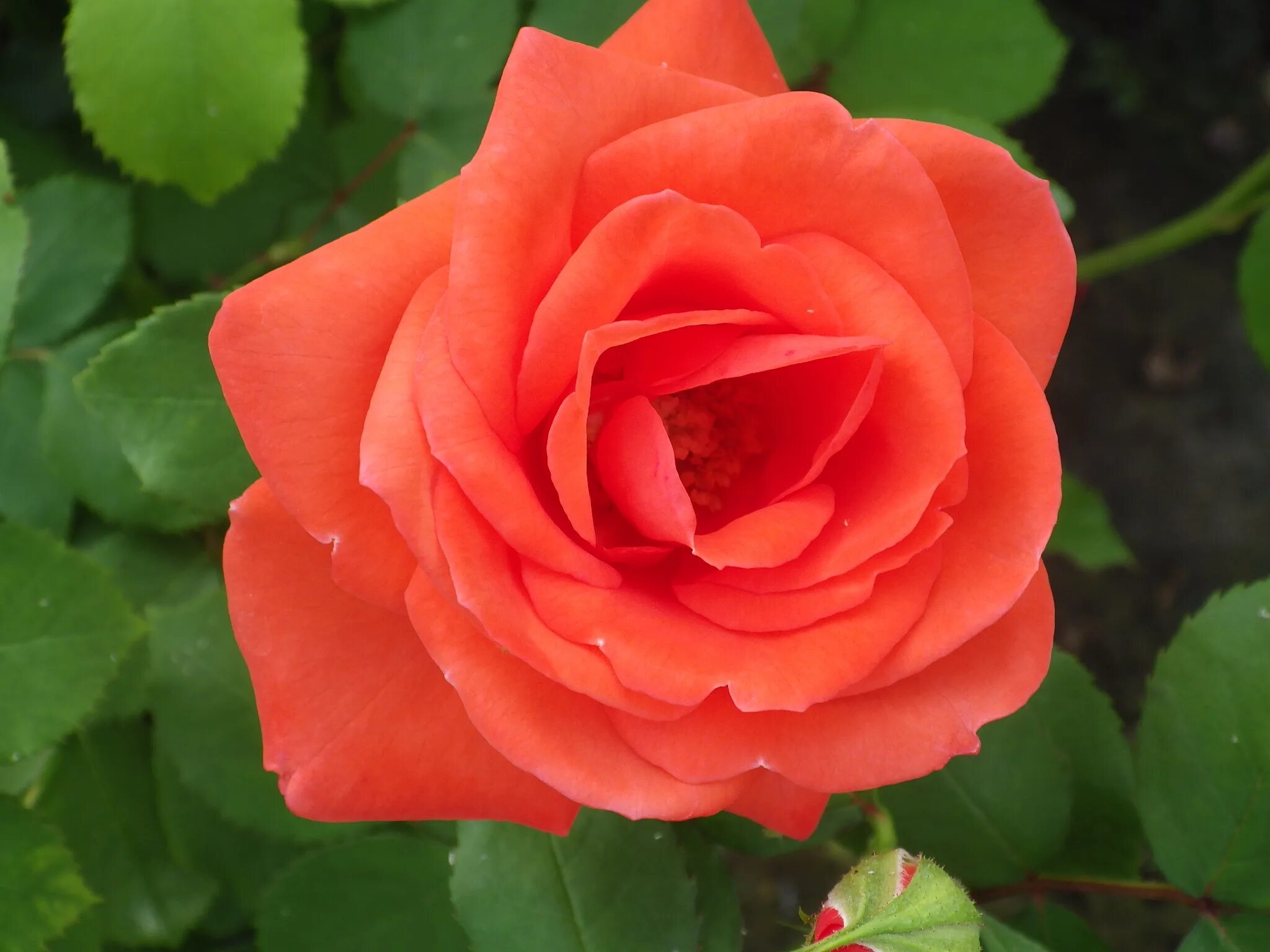 Rosa grootbloemig Cosigold by the piece - buy in New York City at a bargain pric