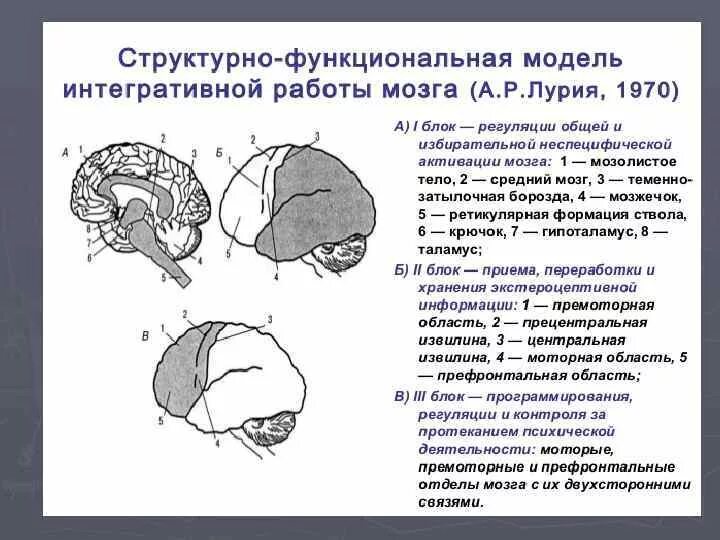 Нарушения блоков мозга. Структурно-функциональная модель мозга а.р Лурия. Функциональные блоки головного мозга Лурия. Блоки мозга по Лурия 3 блок. Блоки мозга по Лурия 2 блок.