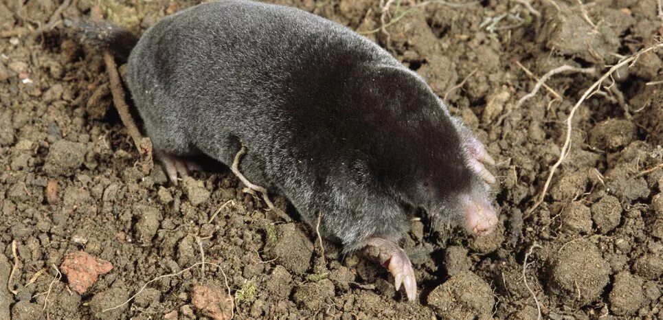 Американский землеройковый крот. Типа крот. Типа крот. Крот землеройка. Обыкновенный крот обыкновенный крот обыкновенный.