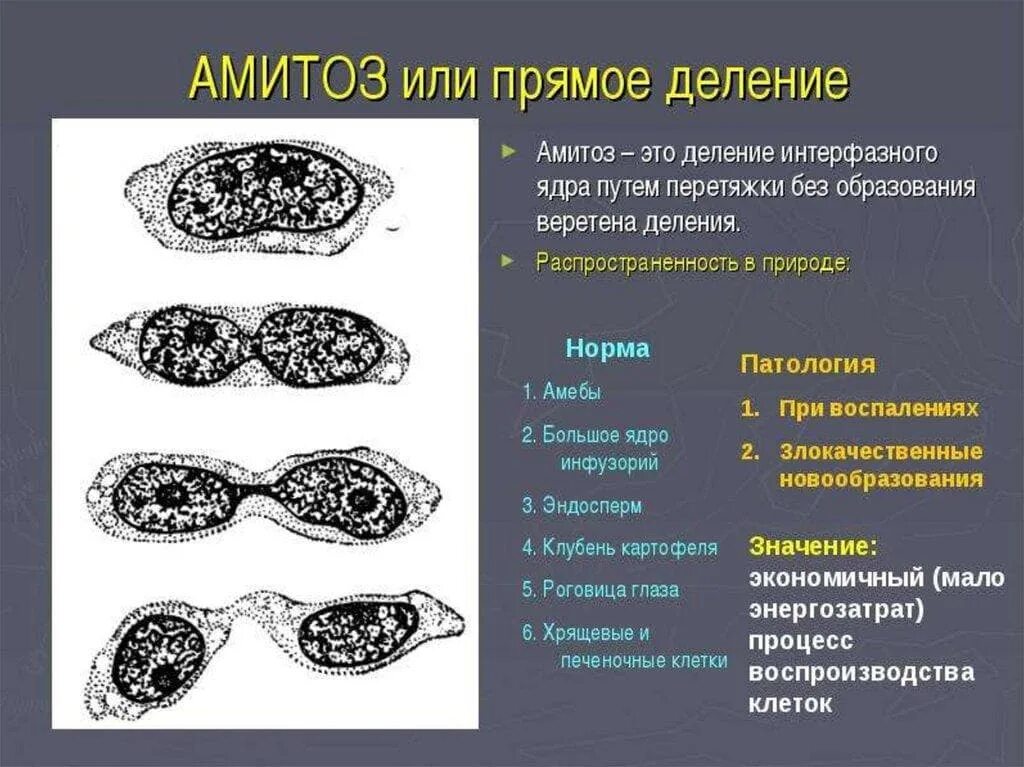 Деление клетки амитоз. Деление клетки амитоз схема. Амитоз схема деления. Деление раковых клеток амитоз.