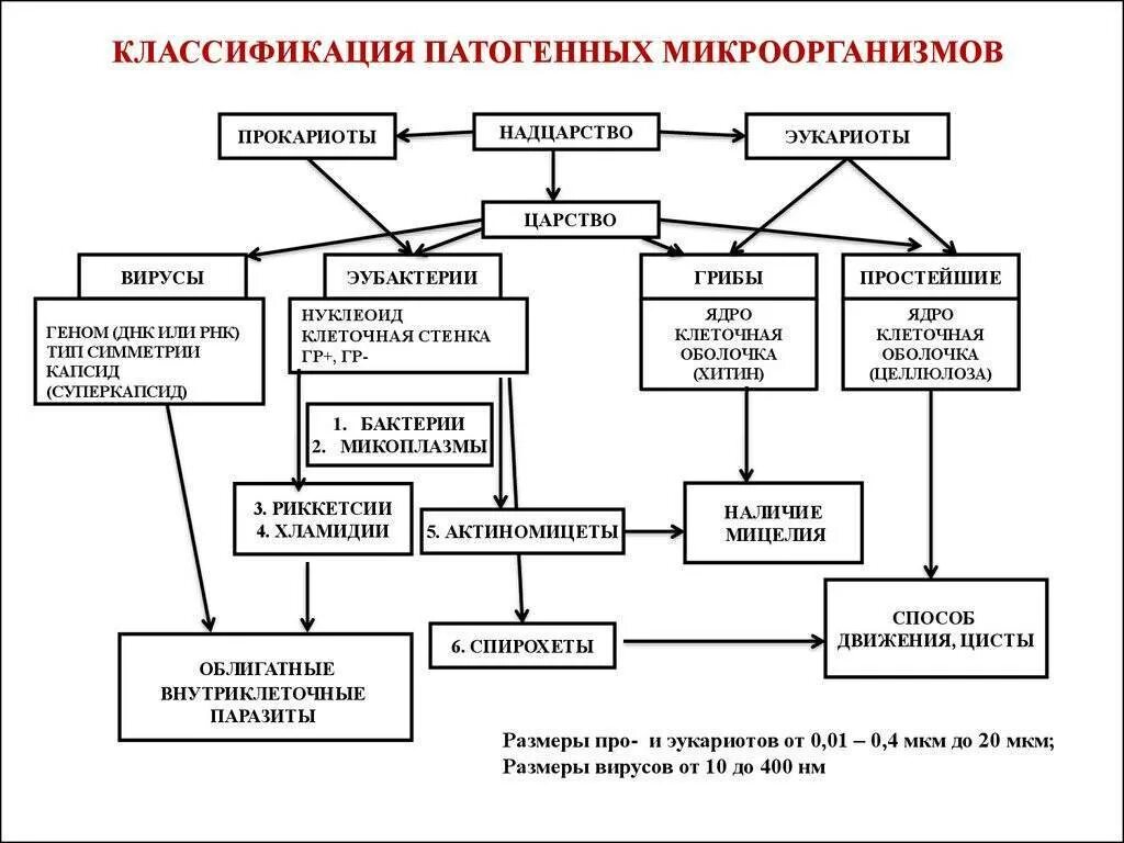 Царство бактерии классификация схема. Схема классификация бактерий микробиология. Царства микроорганизмов микробиология классификация. Современная классификация микроорганизмов микробиология. Группы патогенных организмов