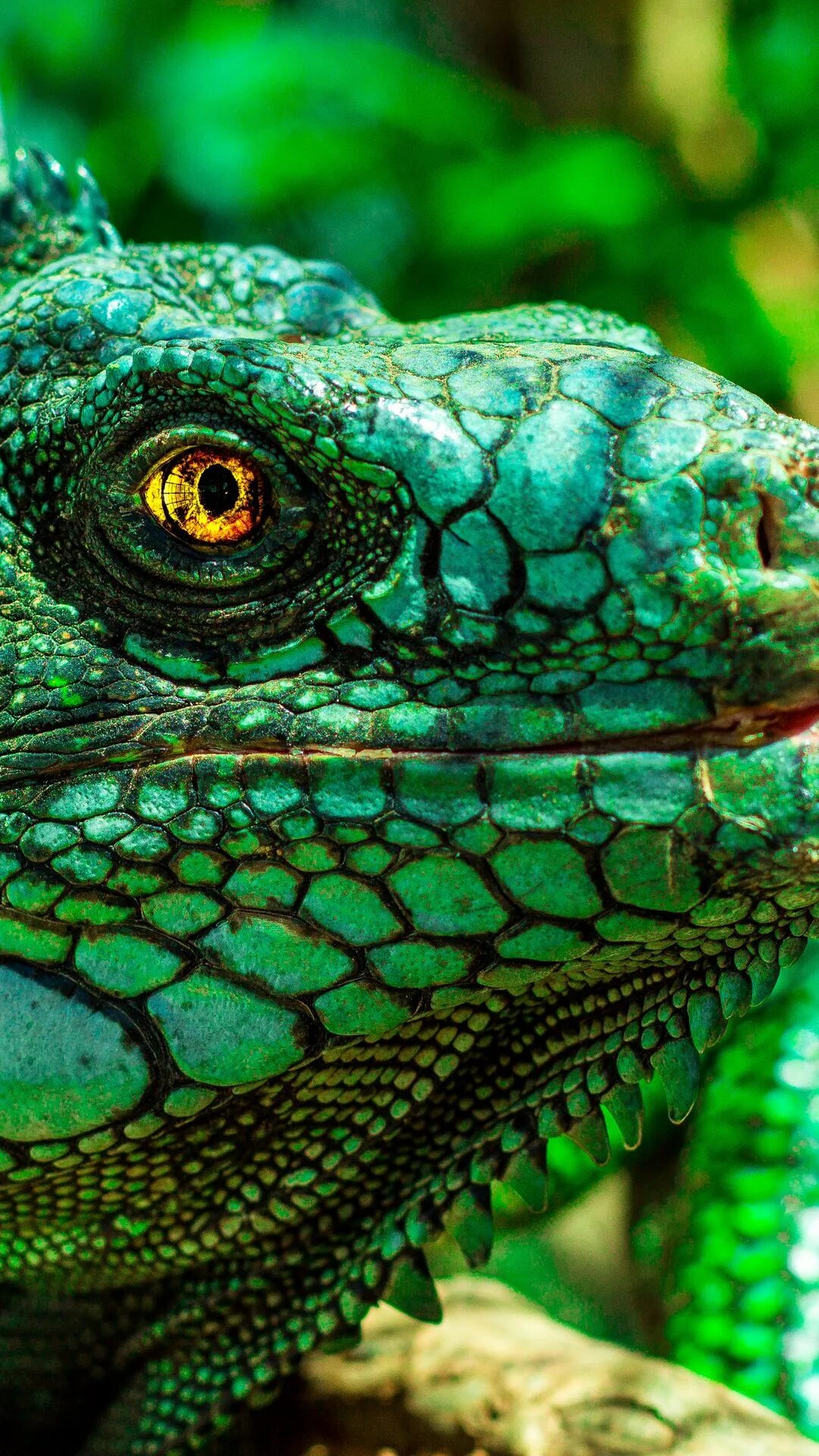 Игуана глаза. Рептилии игуана. Изумрудная игуана. Игуана 3 глаза. Игуана цветная.