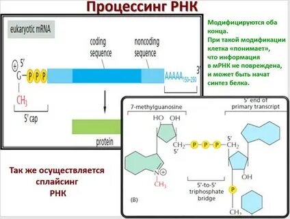 Модифицированный рнк