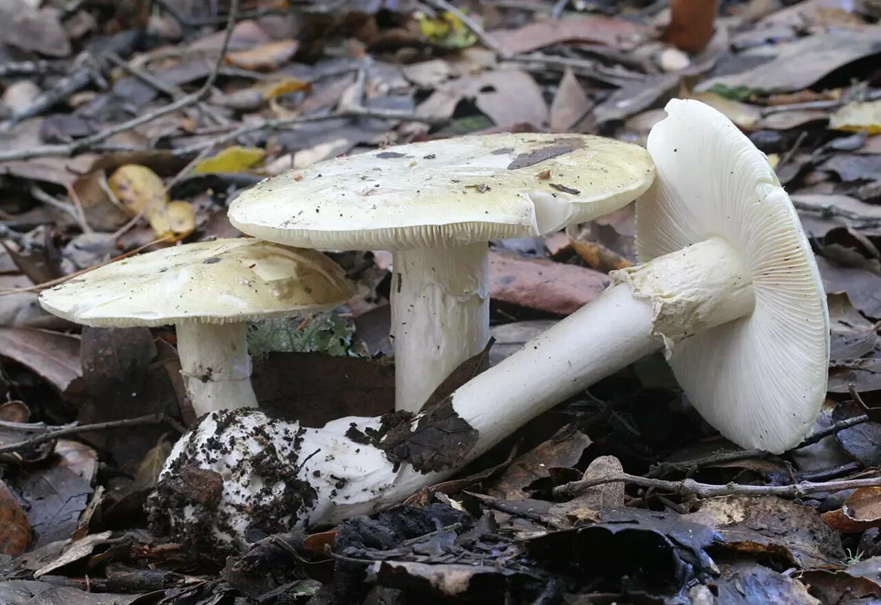 Поганка гриб можно есть. Бледная поганка. Бледная поганка гриб. Поганки грибы ядовитые. Бледная погоганка гриб.