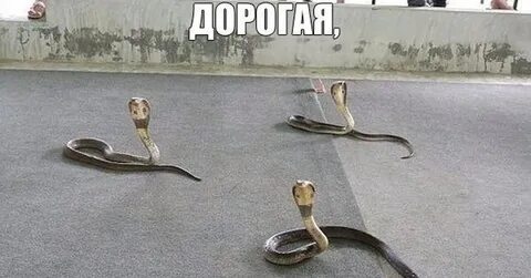 Теперь без сил а ты змея