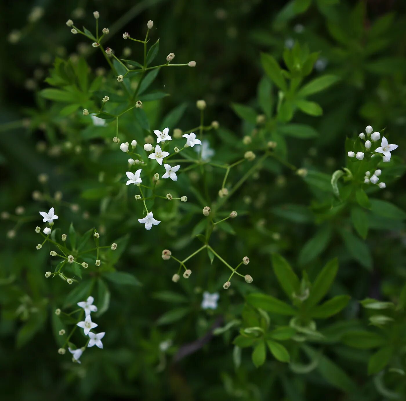Подмаренник семена фото Galium aparine Image of an specimen Plantarium