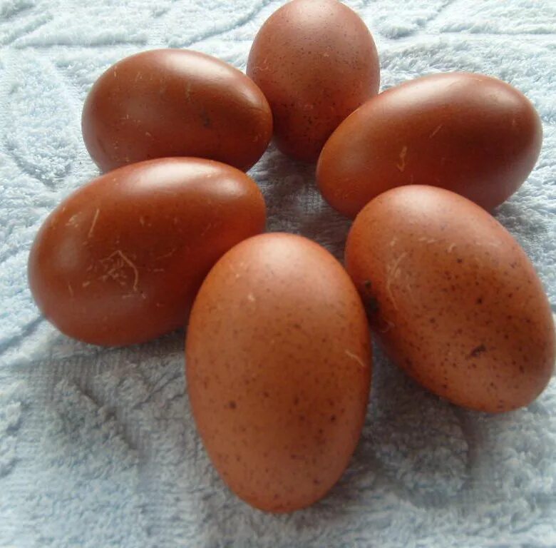 Яйцо Марана инкубационное. Яйца кур Маран. Маран кросс. Черный Маран яйца.