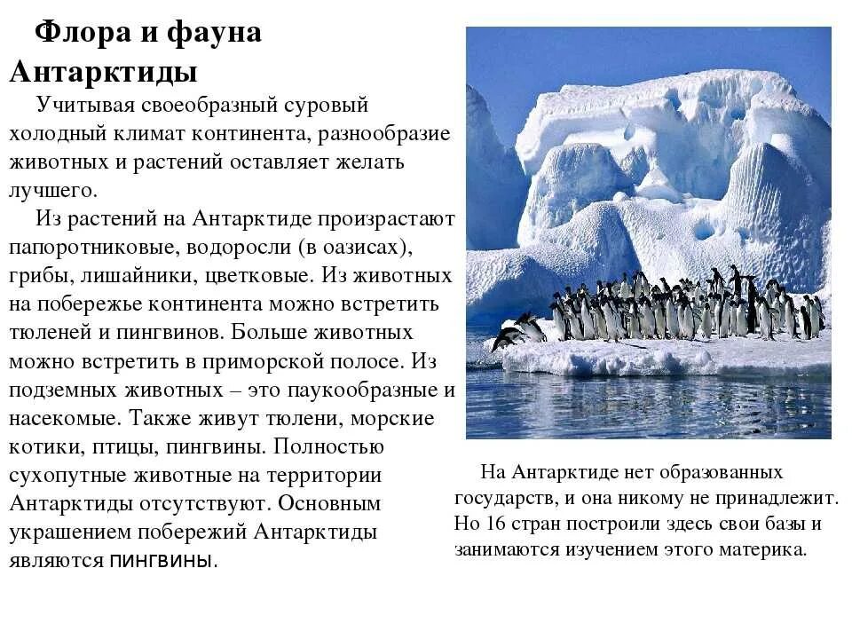 Антарктида животные и растения. Доклад оанторктиде. Описать животный мир Антарктиды.