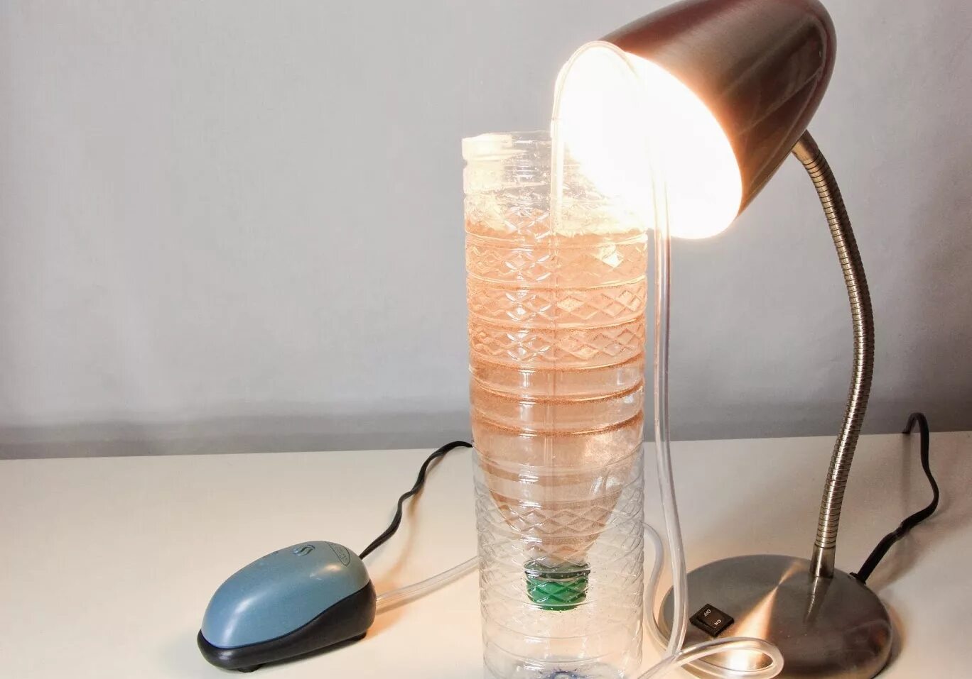 Раски артемия салимова. Науплиями артемии. Артемий питомец юрского периода. Артемия науплии. Артемии сколько соли.