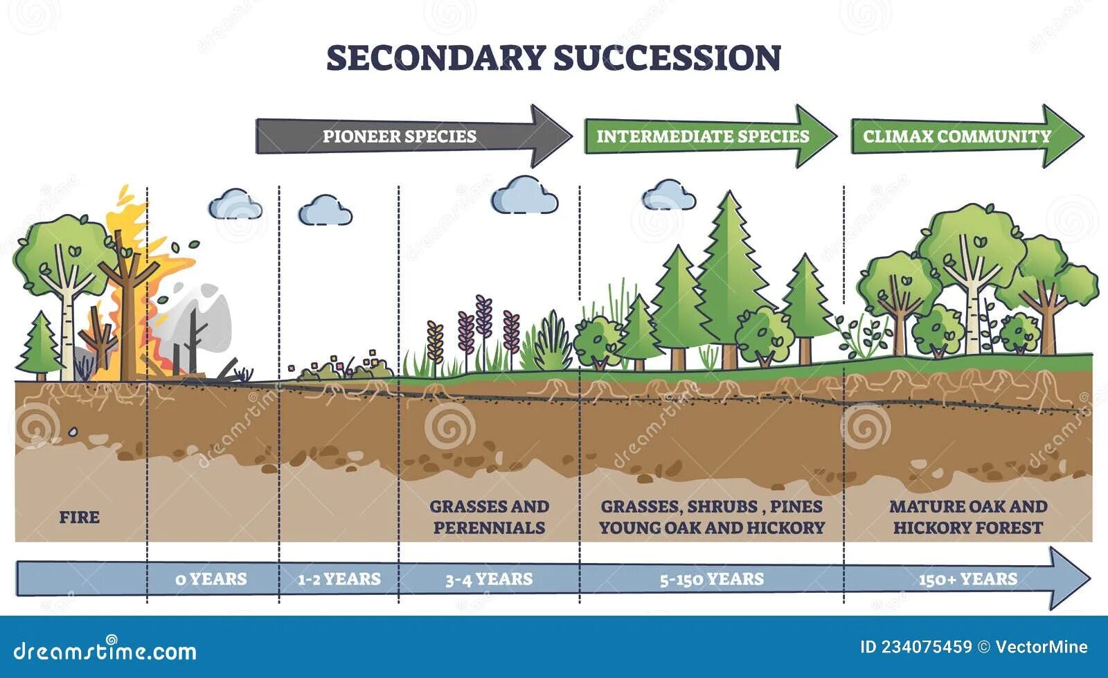 Сукцессия после пожара. Secondary succession. Восстановление сукцессии после пожара. Вторичная сукцессия леса.