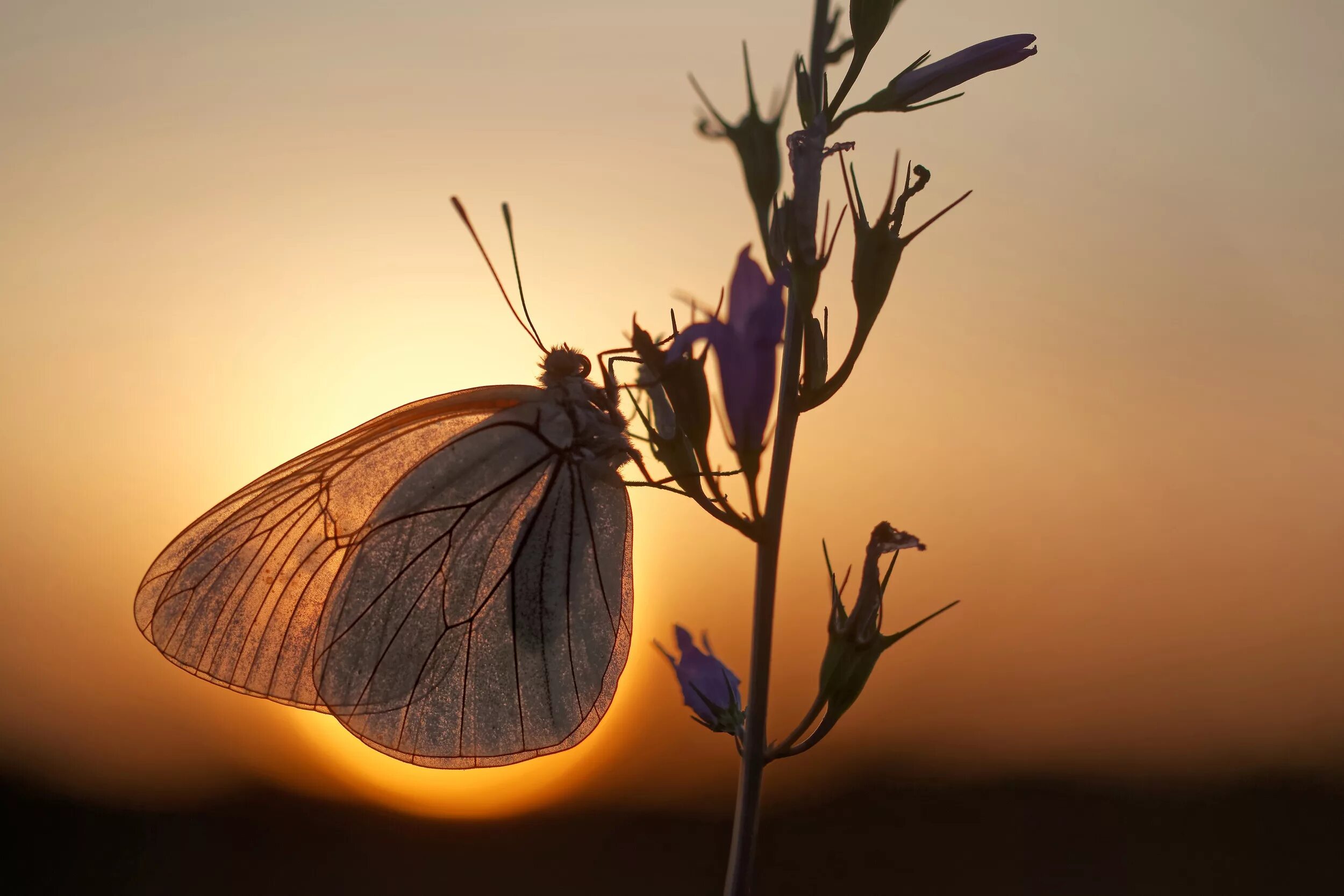 Ночная бабочка. Бабочка на цветке. Бабочка ночью. Ночные насекомые. Спящие ночью бабочки