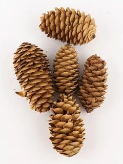 Плотные шишки