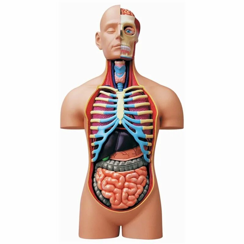 Модель органов человека. Анатомическая модель торса человека. Макет "торс человека" 45см. Анатомический муляж. Муляж внутренних органов человека.
