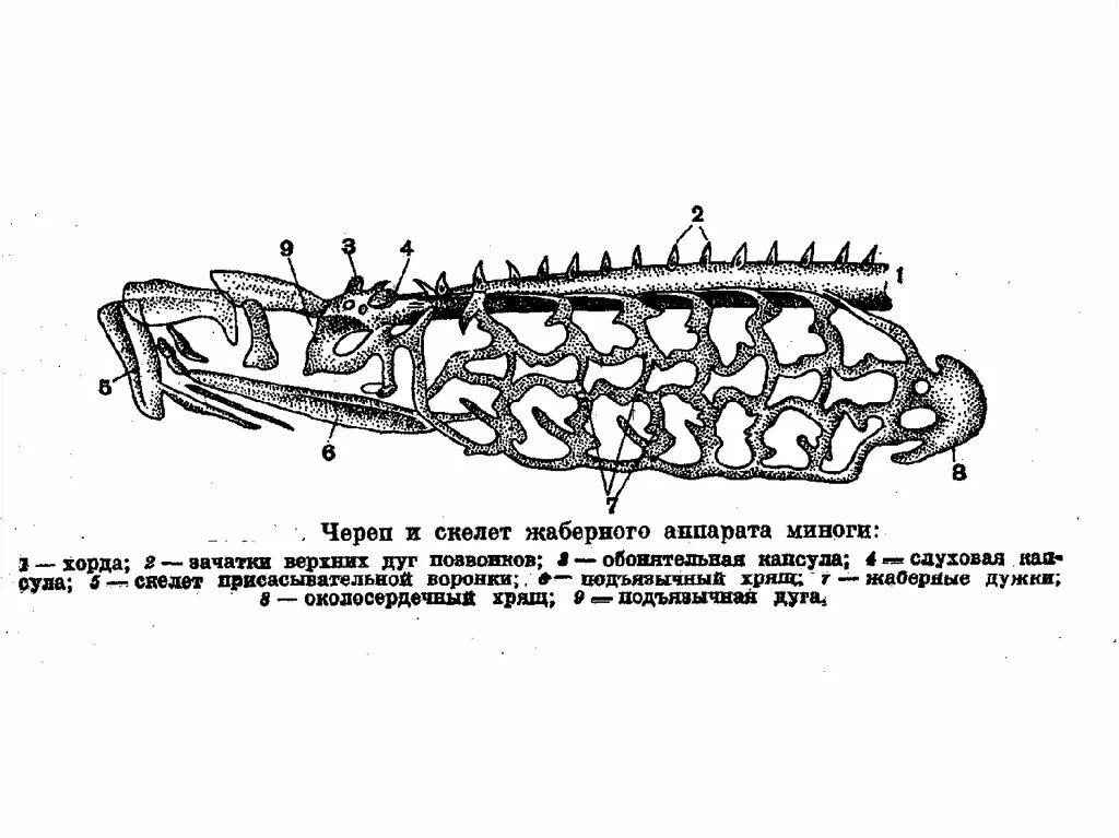 Череп миноги строение. Круглоротые строение скелета. Строение скелета Речной миноги. Осевой скелет миноги.