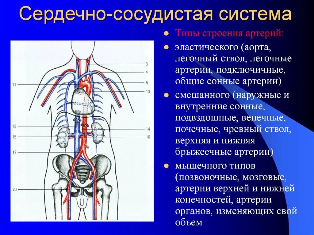 В какую систему органов входит сердце. Сердечно-сосудистая система человека анатомия артерия. Сердце аорта легочный ствол. Сердце аорта и легочные вены. Аорта и легочная артерия.