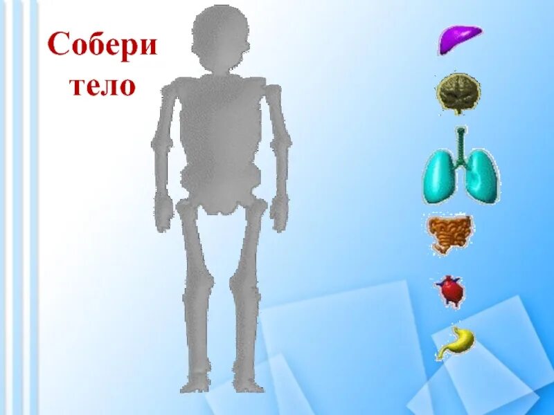 Модель тела человека 2 класс окружающий мир. Дидактическая игра собери тело. собери тело человека 2 класс. если хочешь быть здоров 2 класс. если хочешь быть здоров 2 класс окружающий мир.