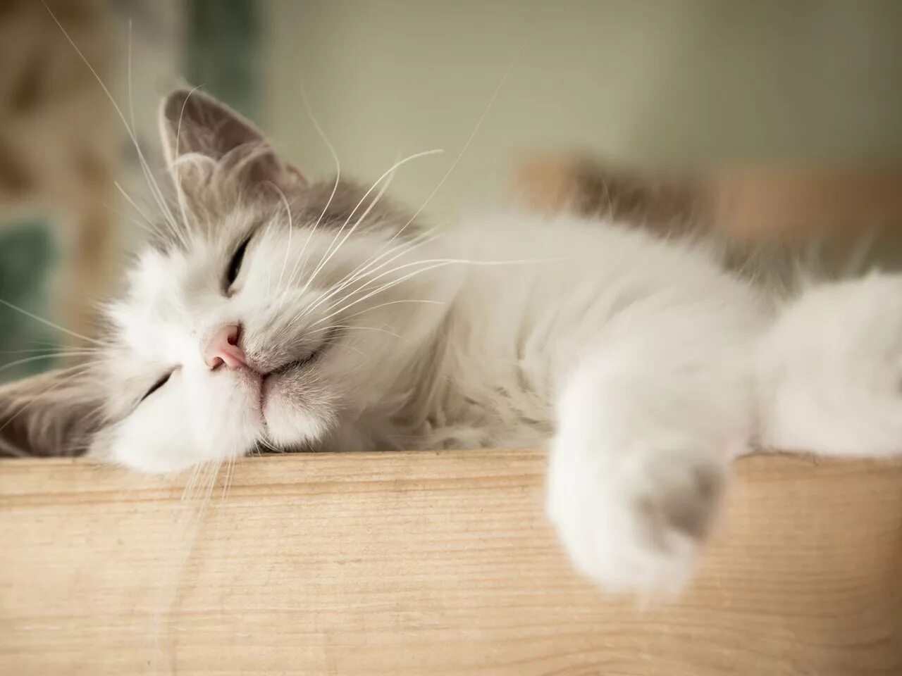 Сонный котик. Спящий кот. Спящие кошки. Красивый котенок во сне