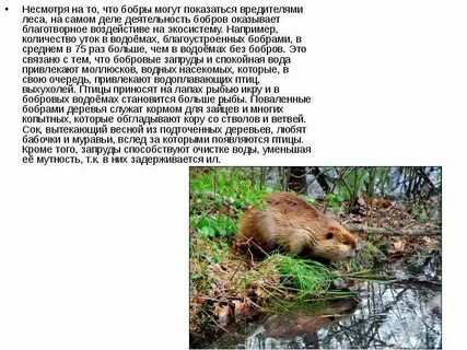 План сообщения о бобрах