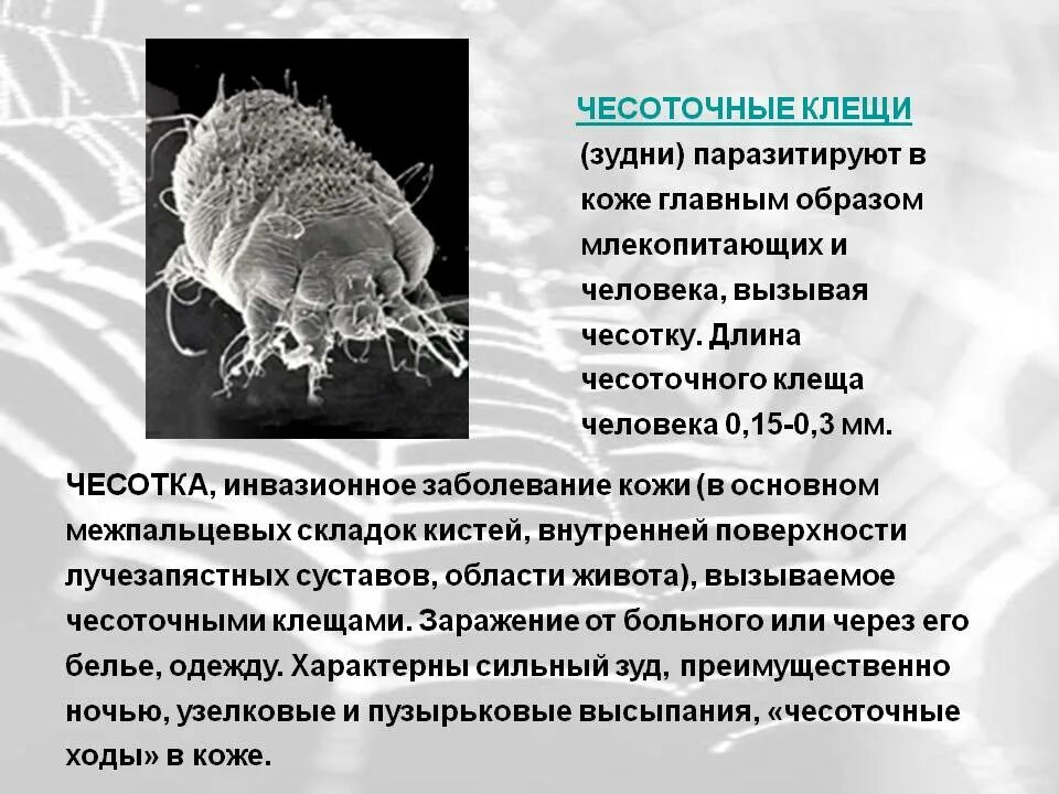 Сколько живет чесоточный. Чесоточный зудень переносчик. Клещ Sarcoptes scabiei возбудитель чесотки. Чесоточный зудень (Sarcoptes scabiei). Чесоточный зудень (Sarcoptes scabiei) укусы.