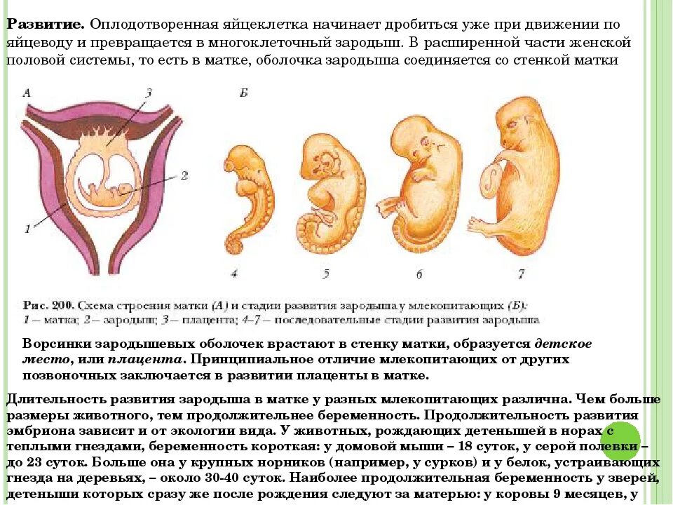 Период формирования плаценты. Прикрепление плода к матке. Место прикрепления зародыша к матке. Сроки формирования плаценты.