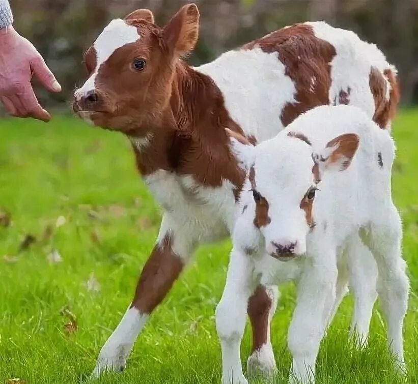 коровы с красивыми рогами. обрак порода коров быков. рогатая порода коров. англерская порода крс. крс украинская серая.