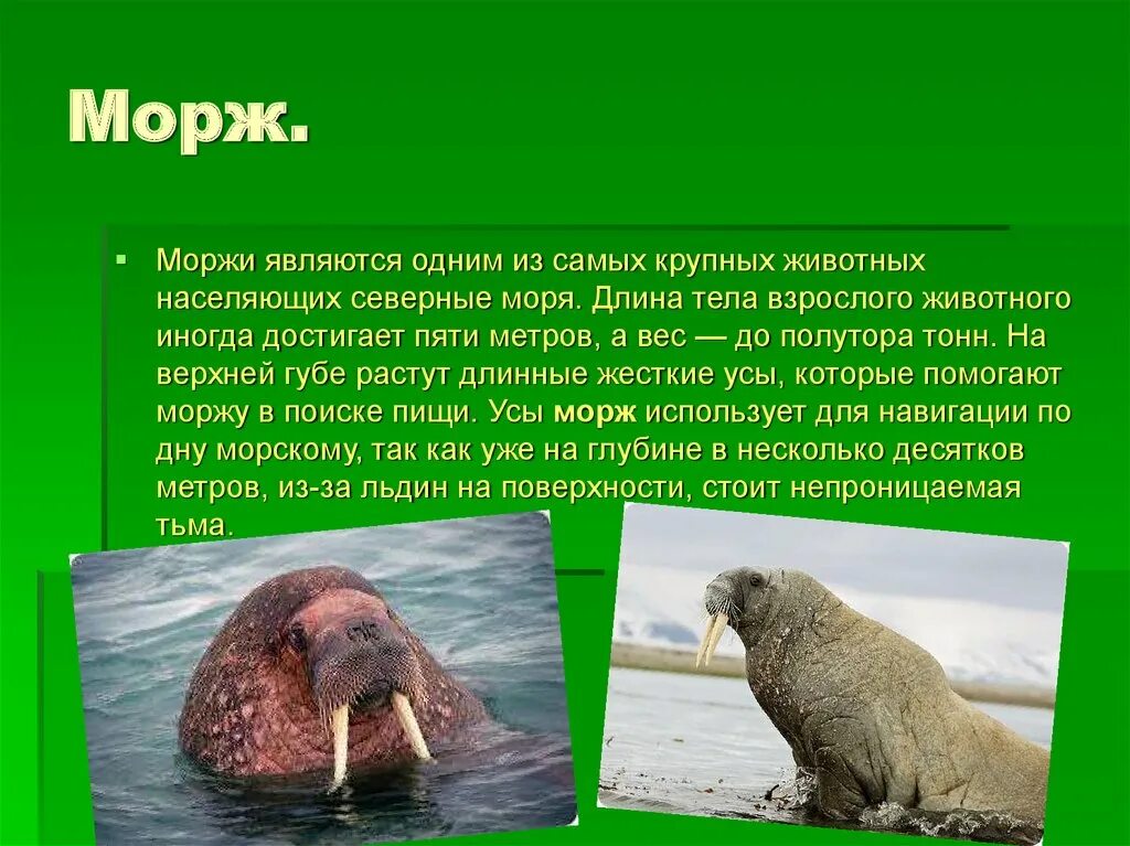 Морж. Морж презентация. Морж красная книга. Морж занесен в красную книгу России.