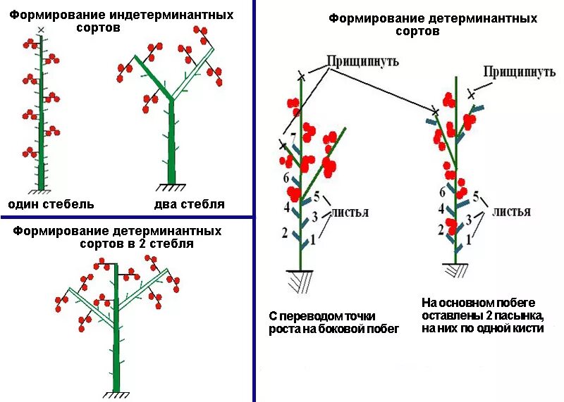 Нужно ли обрывать первые цветы. Формирование томатов высокорослых схема. Схема пасынкования томатов. Формирование томатов в теплице в два стебля схема. Схема пасынкования томатов открытом грунте.