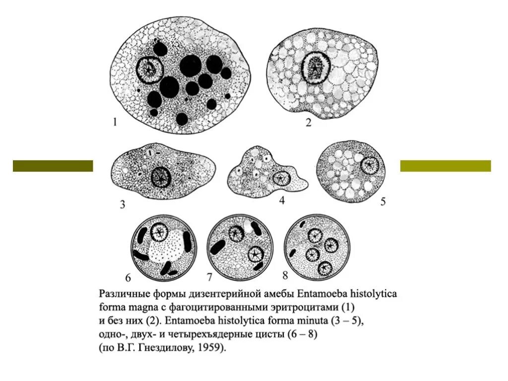 Дизентерийная амеба (Entamoeba histolytica). Циста дизентерийной амебы. Вегетативная форма дизентерийной амебы. Entamoeba histolytica циста строение. Простейшие этапы развития