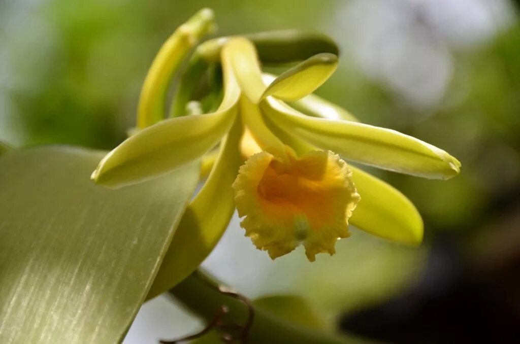 Vanilla plants. Орхидея Ванилла планифолия. Орхидея ваниль плосколистная. Ваниль плосколистная (Vanilla planifolia).