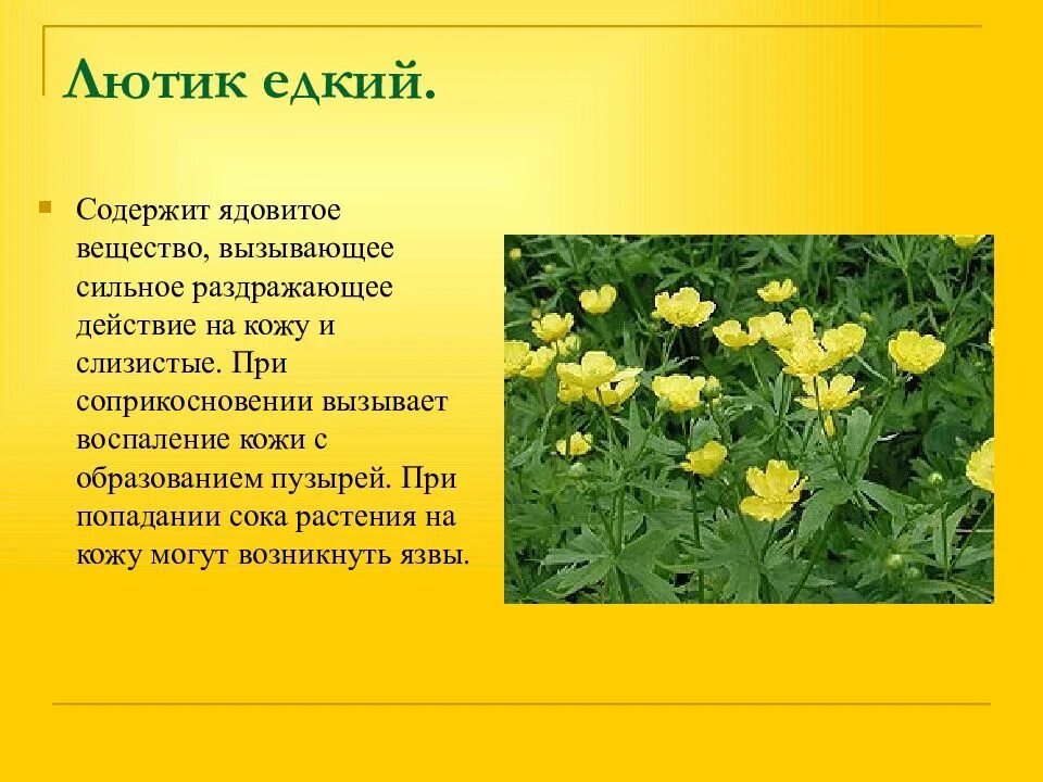 Лютик цветок ядовитый. Ranunculus Acris Лютик едкий. Лютик едкий ядовитое растение. Ядовитые растения Лютик ядовитый.