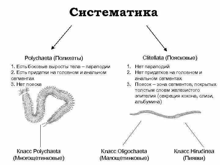 Систематика кольчатых червей таблица. Поясковые черви (Clitellata). Систематика кольчатых червей. Систематика многощетинковых червей. Систематические группы кольчатых червей