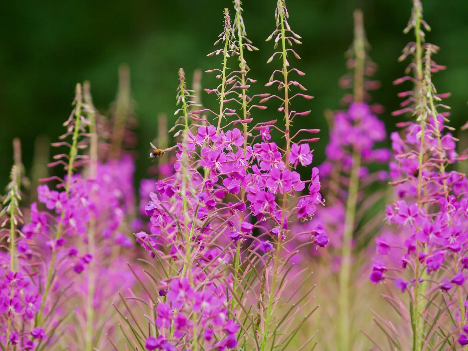 кипрей узколистный. кипрей узколистный. кипрей узколистный луговой. кипрей 1. кипрей 1.