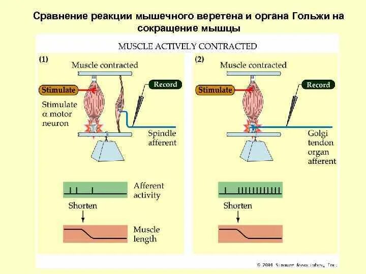 Сравнение реакции. Мышечные сокращения и строение мышечного веретена. Реакции мышечного сокращения. Гамма петля мышечные веретена. Схема сокращения мышцы и реакция мышечного веретена.
