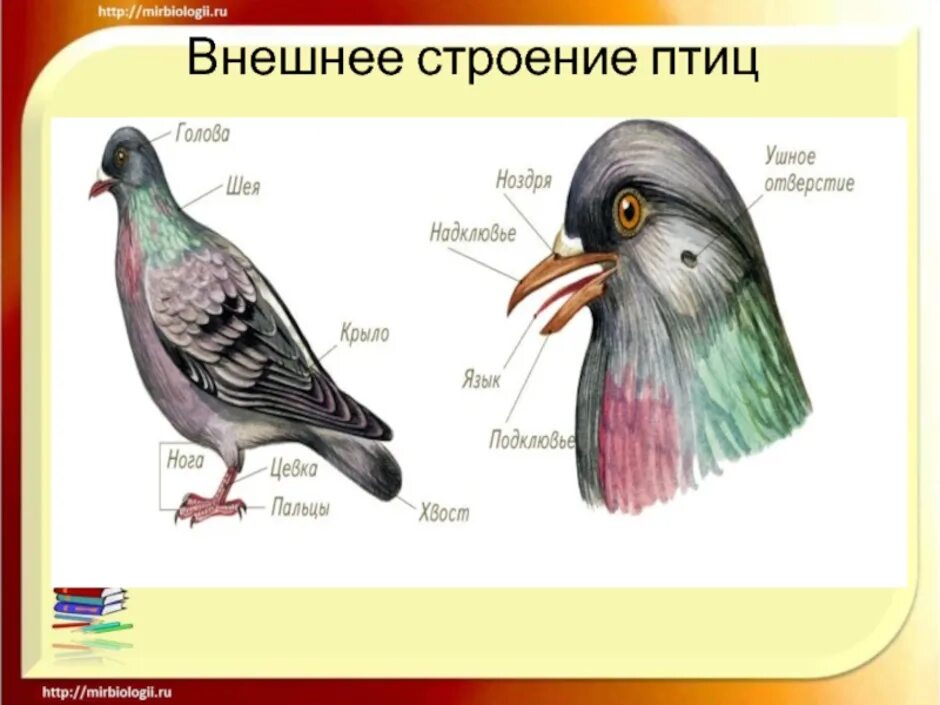 Внешнее строение птицы биология 8 класс. Внешнее строение птиц. Внешнее и внутреннее строение птиц. Внешний вид и внутреннее строение птицы.