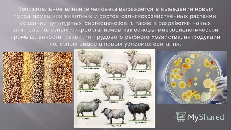 Выведение новых пород и сортов. Выведение новых пород и сортов