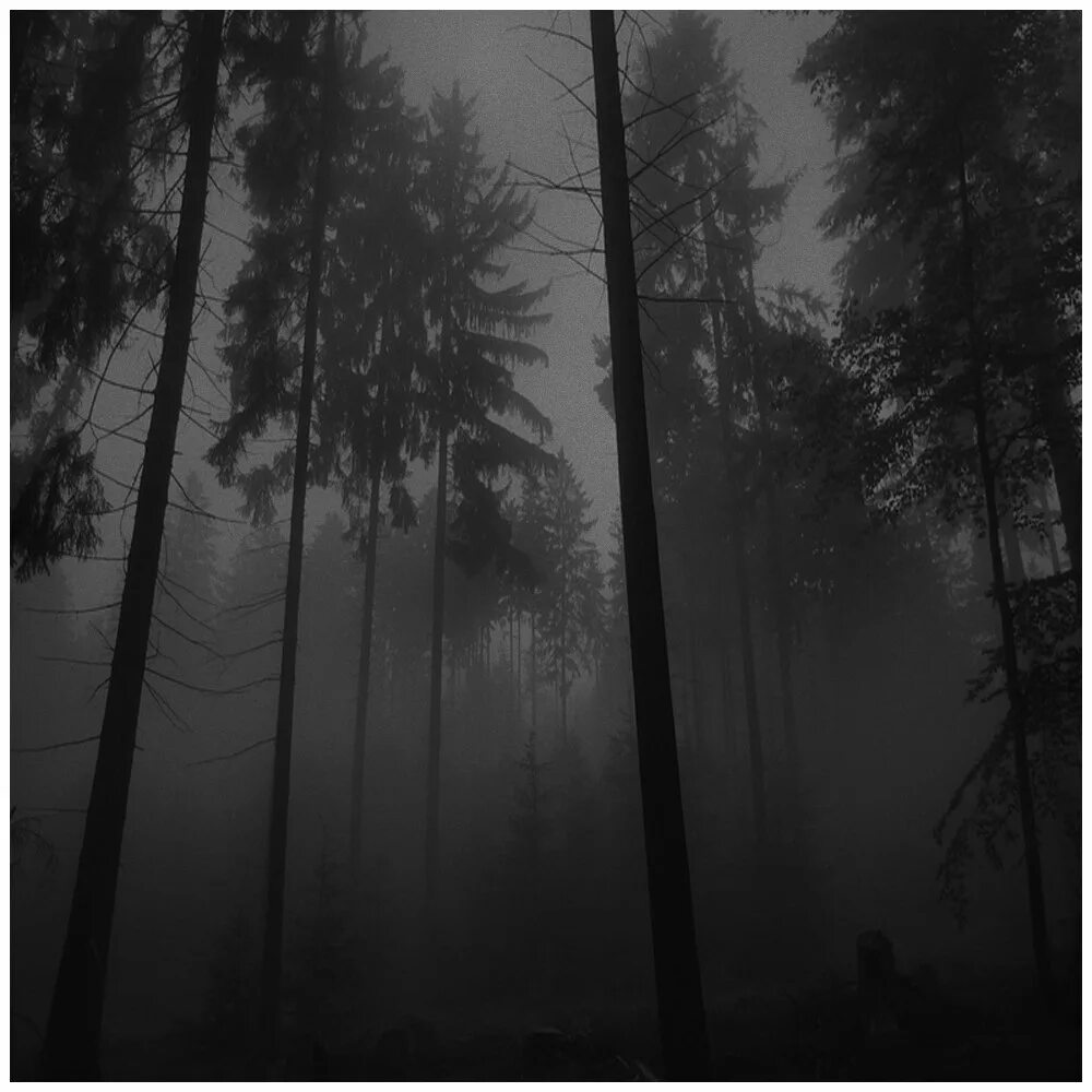 The cure forest. The Cure a Forest. Mitch Murder обложки. A Forest Charm.