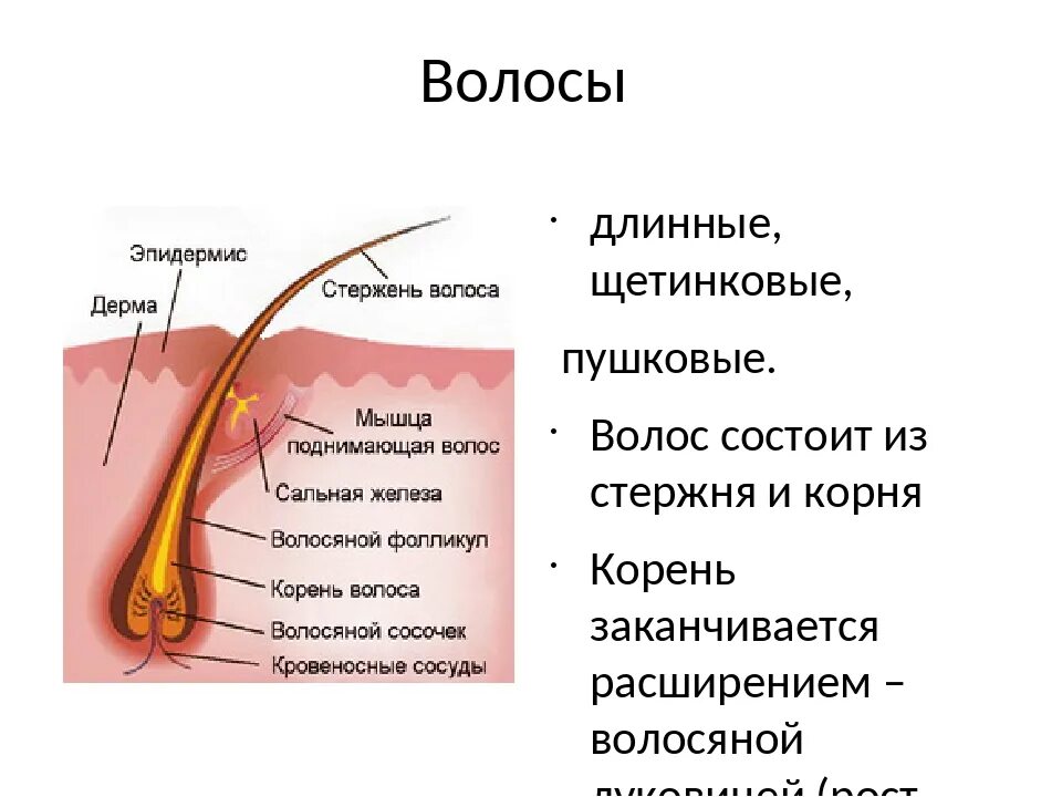 Корни волос окружены