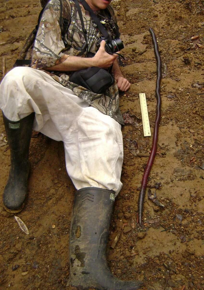Самой большой червь. Самый большой кольчатый червь в мире. Гигантские дождевые черви Австралии. Австралийский дождевой червь.