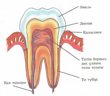 Новосібірде жыныстық қатынасқа түскен жұптар