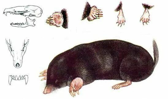 Особенности строения крота. Mogera wogura. Внутреннее строение крота. Скелет крота. Внутреннее строение крота.