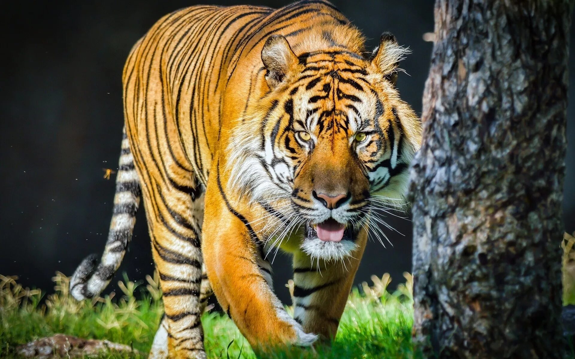 Ютуб дикий животный. Земляной тигр. Яванский тигр. 1998 Земляной тигр. Красивый тигр.