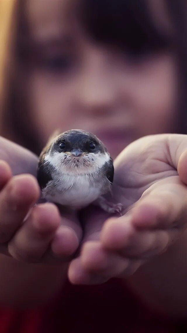 Птица на руке. Синица в руках. Маленькая птичка на руке. Синица на ладони. Bird in hand